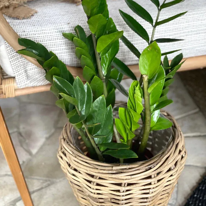 Alex Rattan Planter Natural